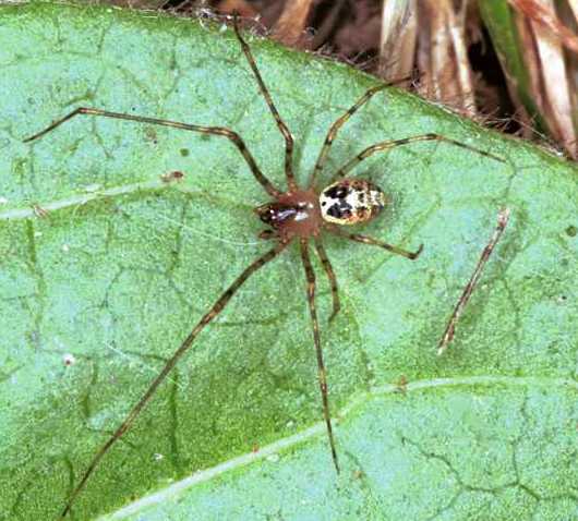 Keijia tinctum