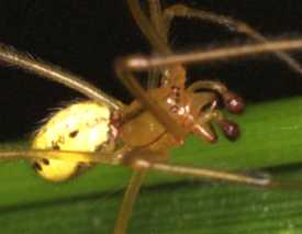 Enoplognatha ovata male