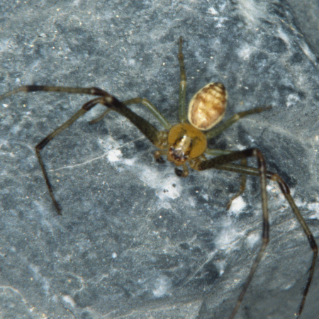 Diaea dorsata male