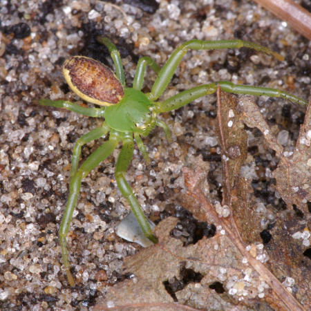 Diaea dorsata