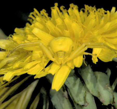 Misumena vatia female 