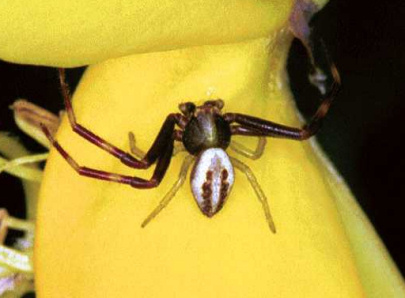 Misumena vatia male