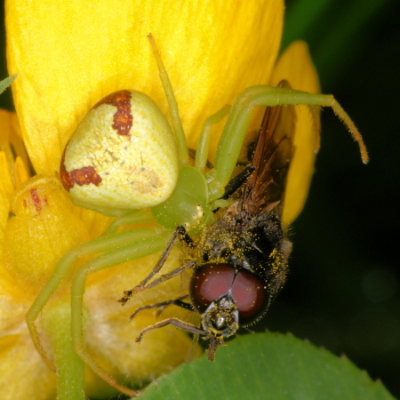Misumenops tricuspidatus