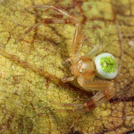 Misumenops tricuspidatus