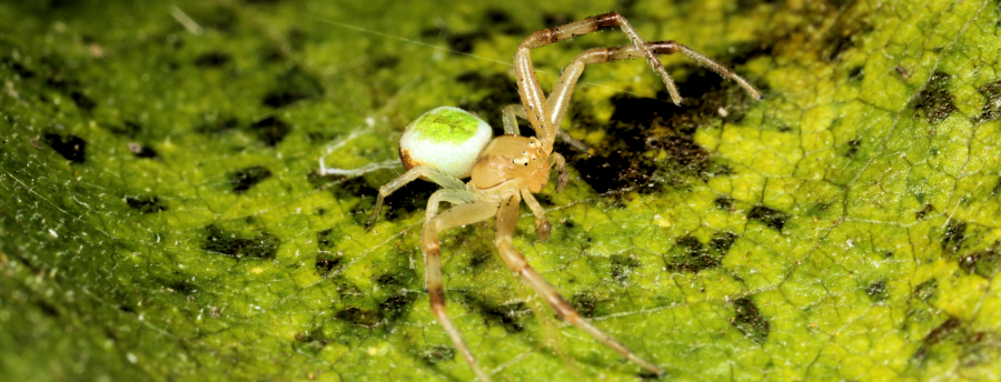 Misumenops tricuspidatus