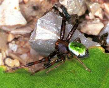 Misumenops tricuspidatus