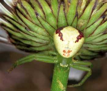 Misumenops tricuspidatus