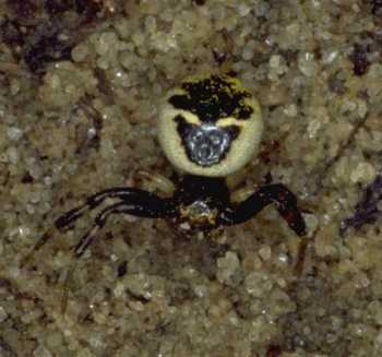 Synaema globosum