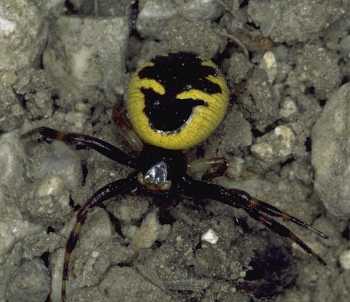 Synaema globosum