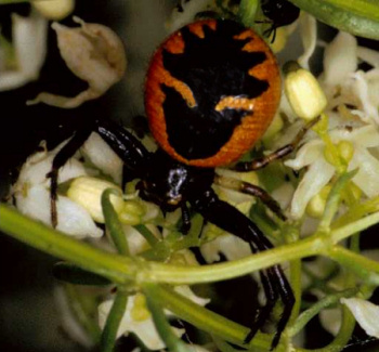 Synaema globosum