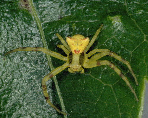 Thomisus onustus