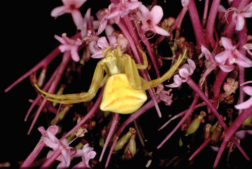 Thomisus onustus