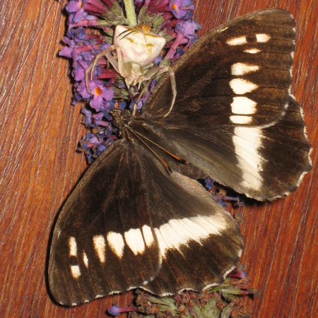 Thomisus onustus