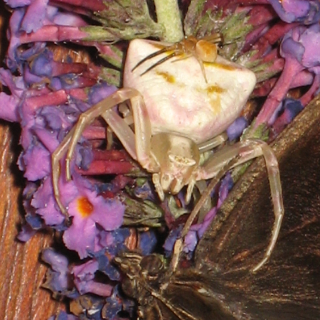 Thomisus onustus