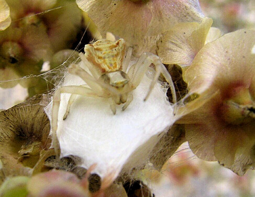 Thomisus onustus