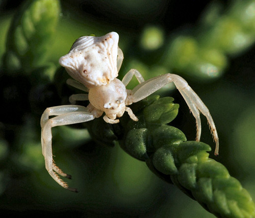 Thomisus onustus