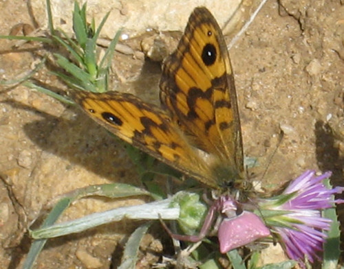 Thomisus onustus