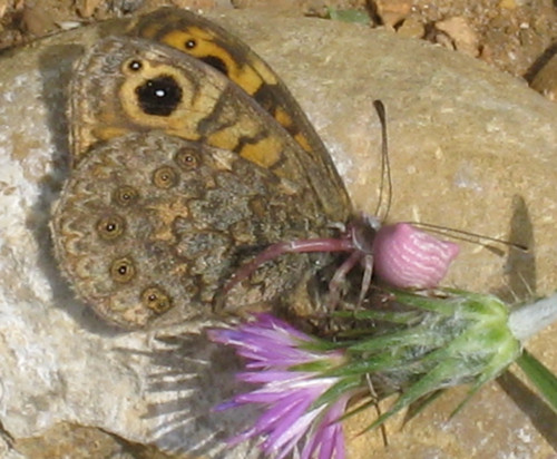 Thomisus onustus