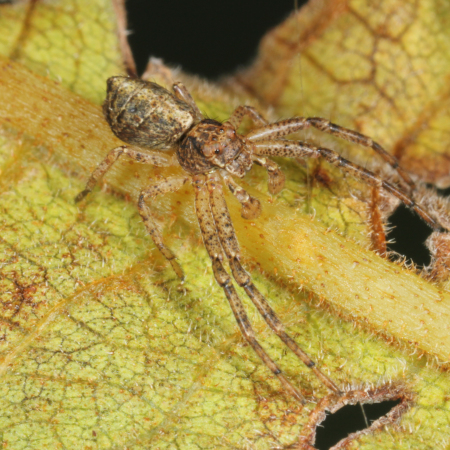 Tmarus piger