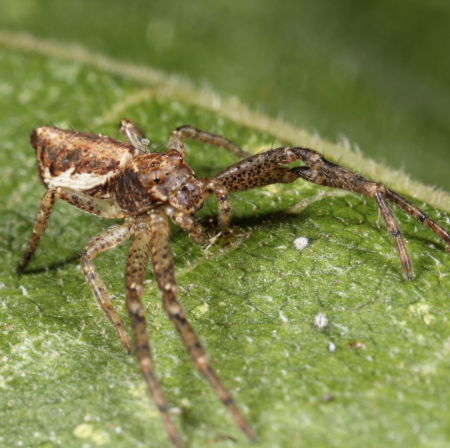 Tmarus piger