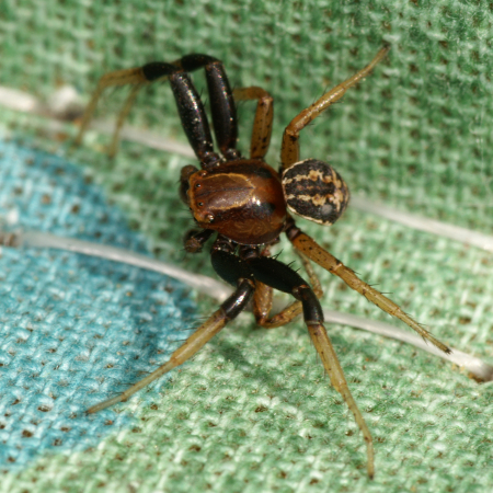 Xysticus bifasciatus