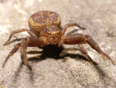 Xysticus bifasciatus