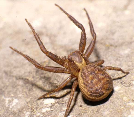 Xysticus bifasciatus