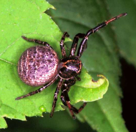 Xysticuskempelini