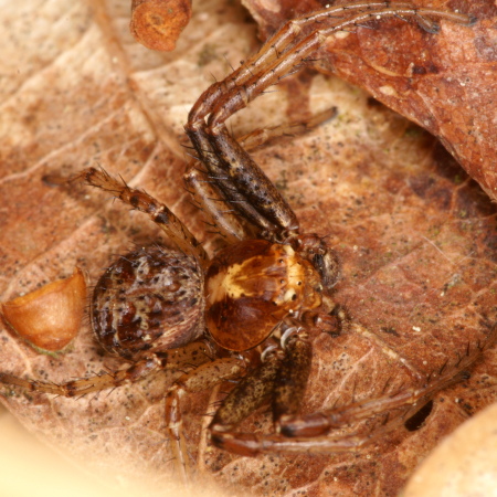 Xysticus lanio