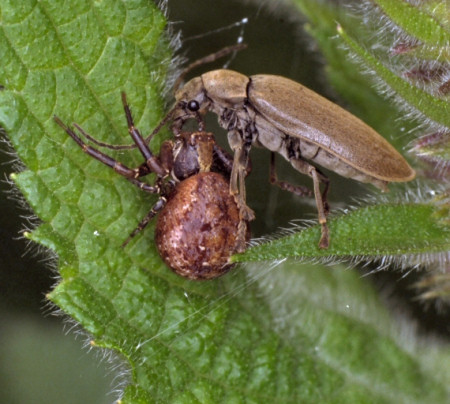 Xysticus lanio