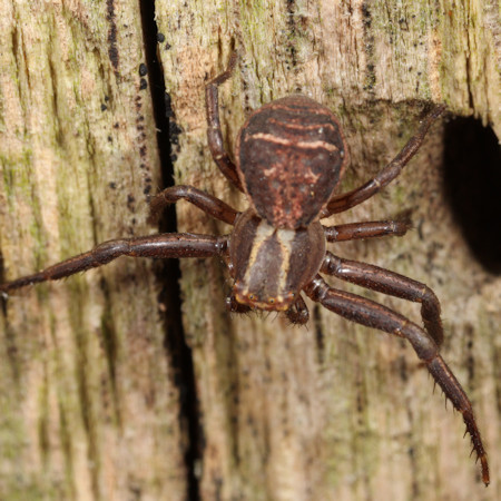 Xysticus ulmi