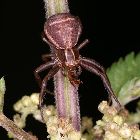 Xysticus ulmi