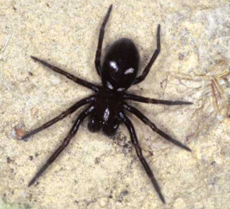 Titanoeca quadriguttata