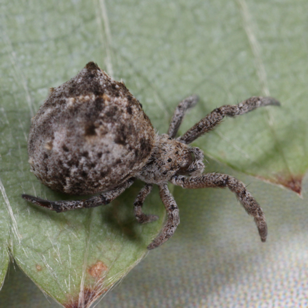 Hyptiotes paradoxus