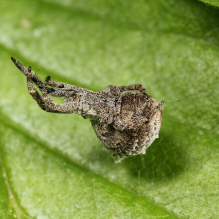 Hyptiotes paradoxus