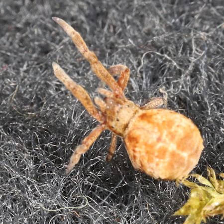 Hyptiotes paradoxus