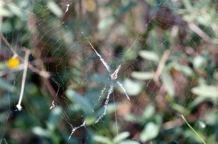 Uloborus walckenaerius