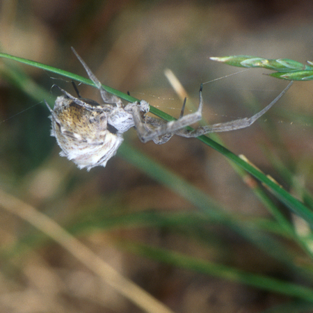 Uloborus walckenaerius