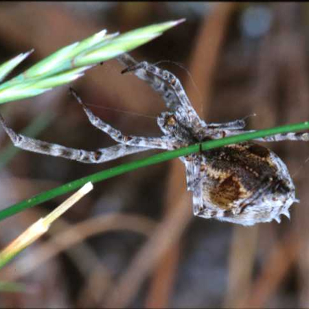 Uloborus walckenaerius