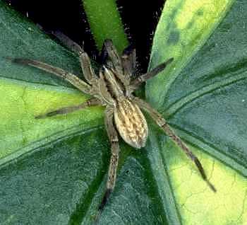 Zora spinimana