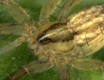 Zora spinimana