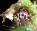 Achaeranea riparia