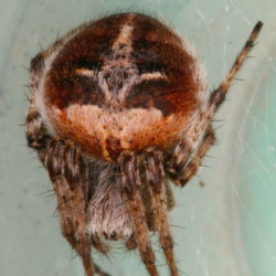 Agalenatea redii