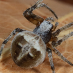 Agalenatea redii