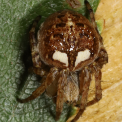 Agalenatea redii