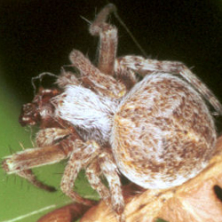 Agalenatea redii