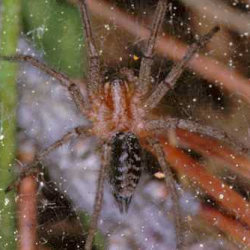Allagelena gracilens 