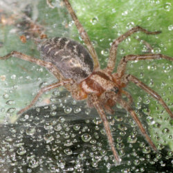 Agelena labyrinthica 