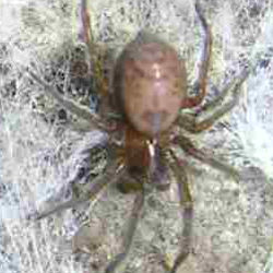 Amaurobius claustrarius