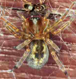 Amaurobius fenestralis